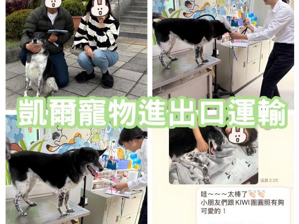 2025/02/04『美國』混種狗狗移民美國生活啦~~~~~